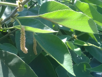 Broussonetia papyrifera / Gelso da carta