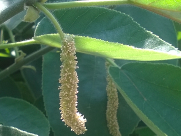 Broussonetia papyrifera / Gelso da carta