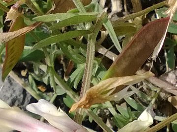 Vicia pseudocracca