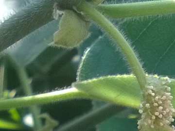 Broussonetia papyrifera / Gelso da carta