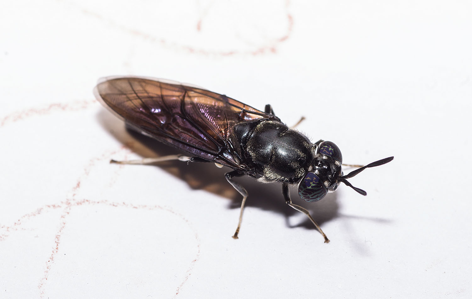 Stratiomyidae: Hermetia illucens?  S !