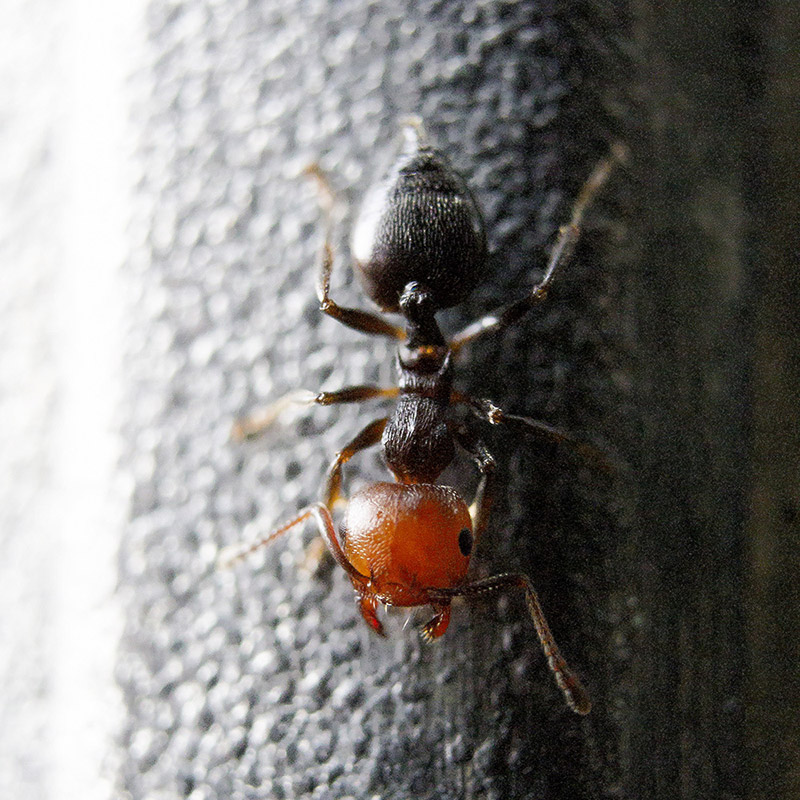 Crematogaster scutellaris?