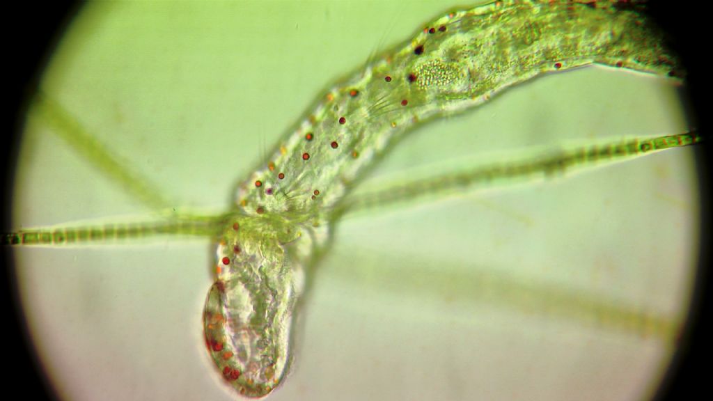 concolina (bacinella n.d.t.) sul balcone