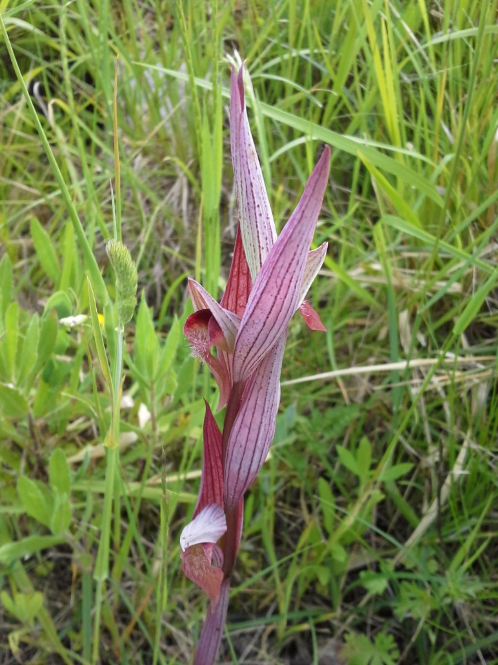 Serapias vomeracea?