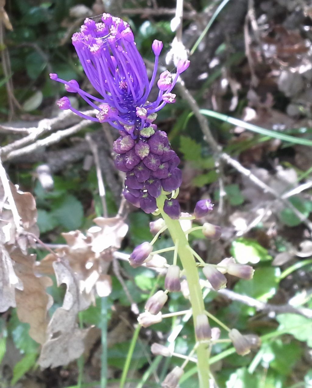 Non so nemmeno se sia un''orchidea... - no, Muscari comosum