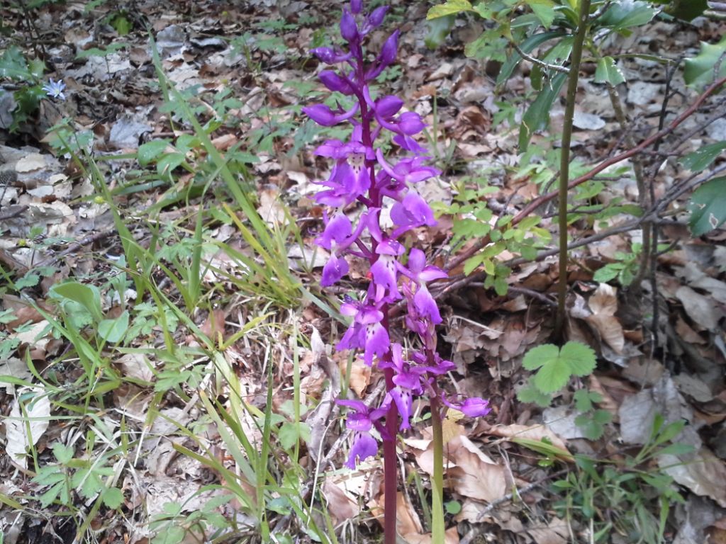 Orchis mascula subsp. speciosa