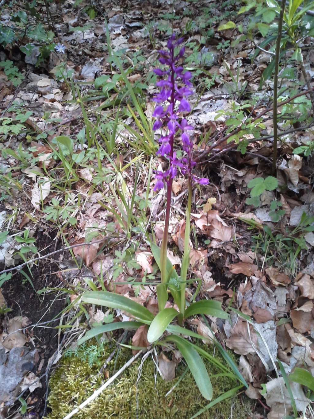 Orchis mascula subsp. speciosa