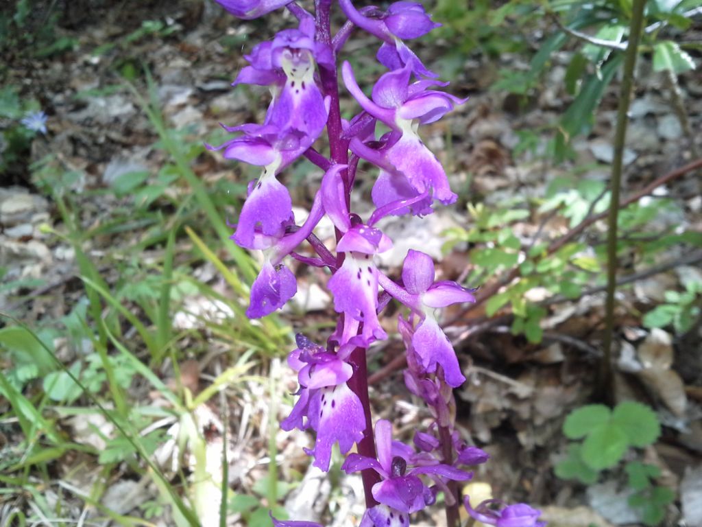 Orchis mascula subsp. speciosa