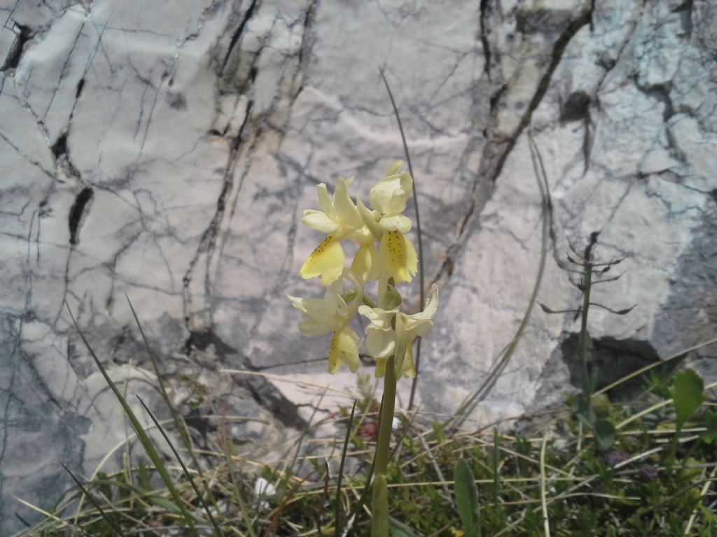 Orchis provincialis