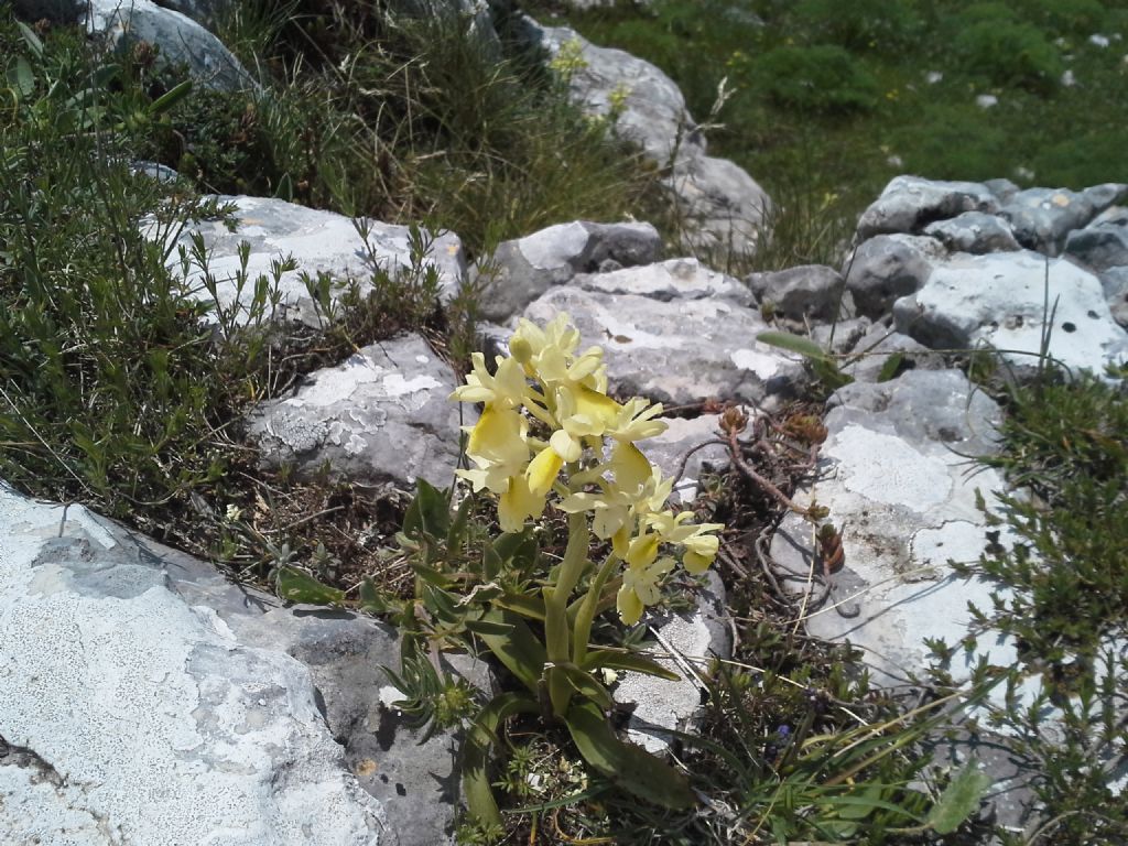 Orchis provincialis