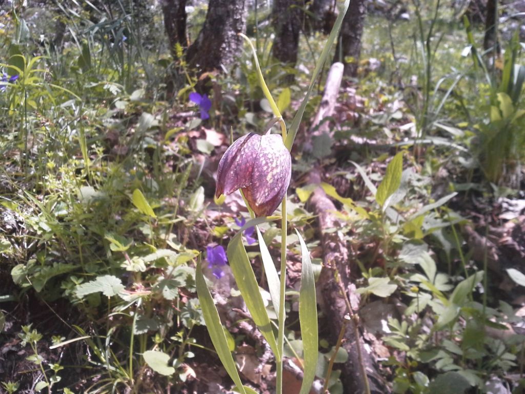 Fritillaria montana