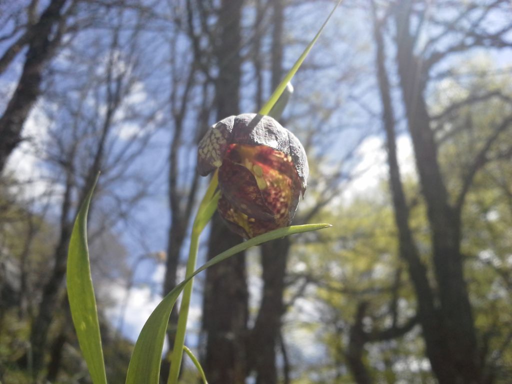 Fritillaria montana