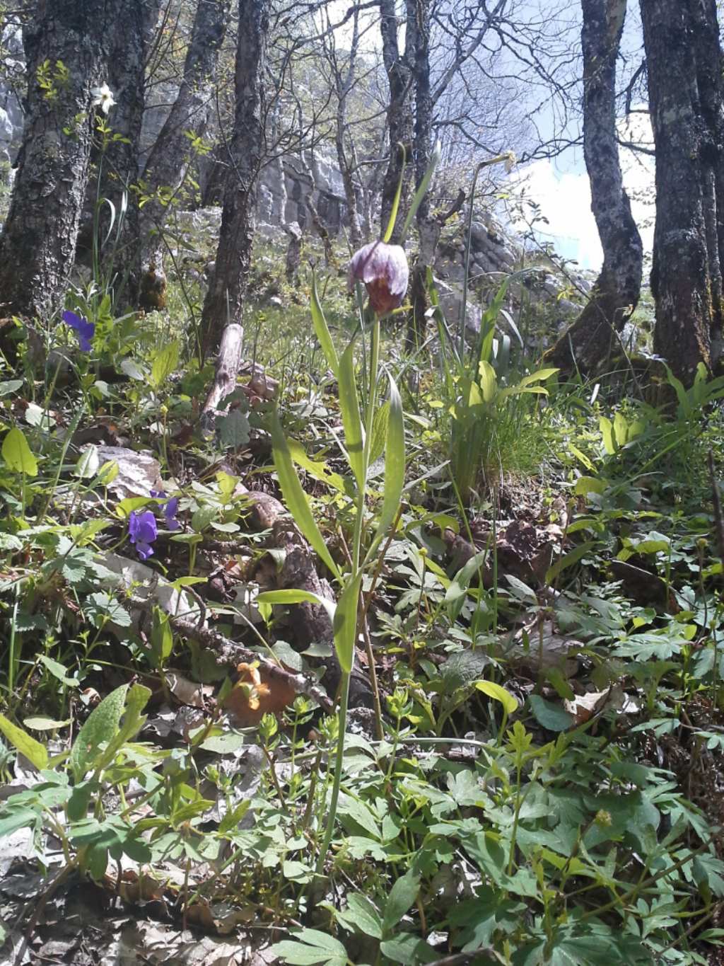 Fritillaria montana