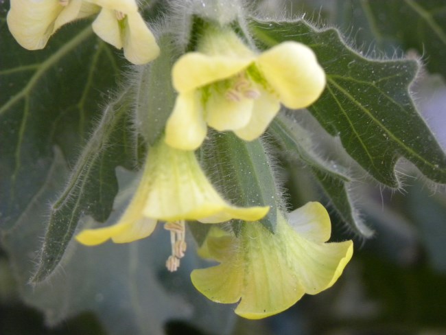 Hyoscyamus albus (Solanaceae)