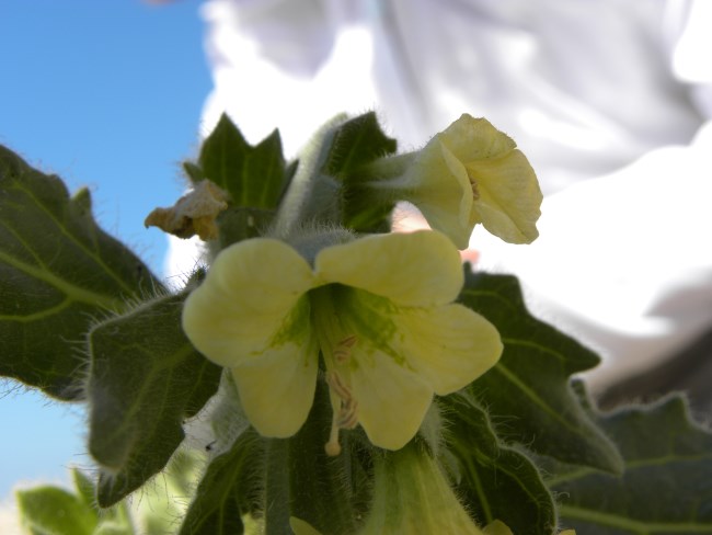 Hyoscyamus albus (Solanaceae)