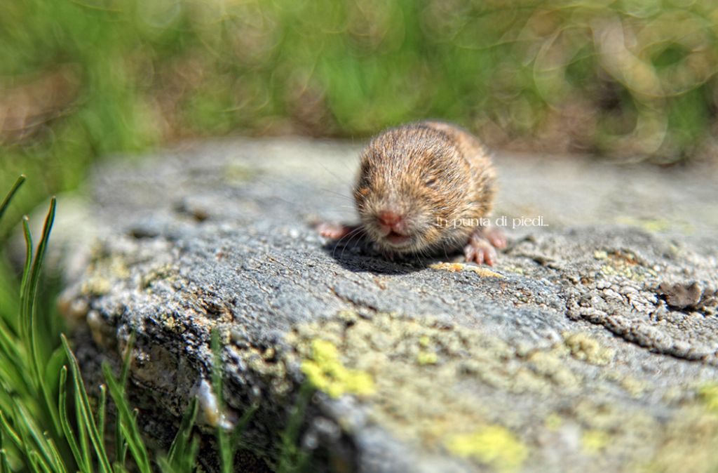 Aiuto nella determinazione. Microtus sp.