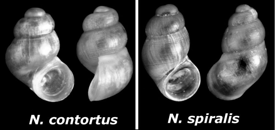 Nodulus spiralis?