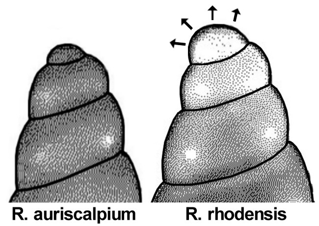 Truncatella subcylindrica giovanile ?