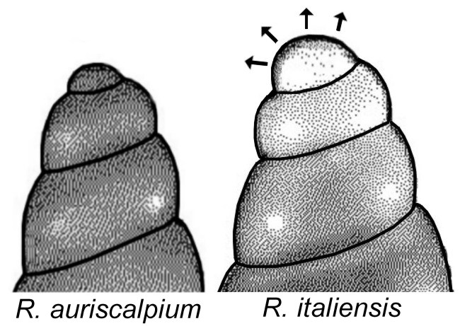 auriscalpium o italiensis?