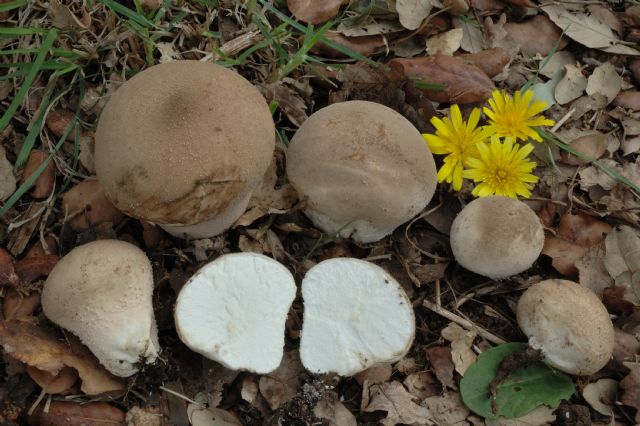 Calvatia o Lycoperdon?