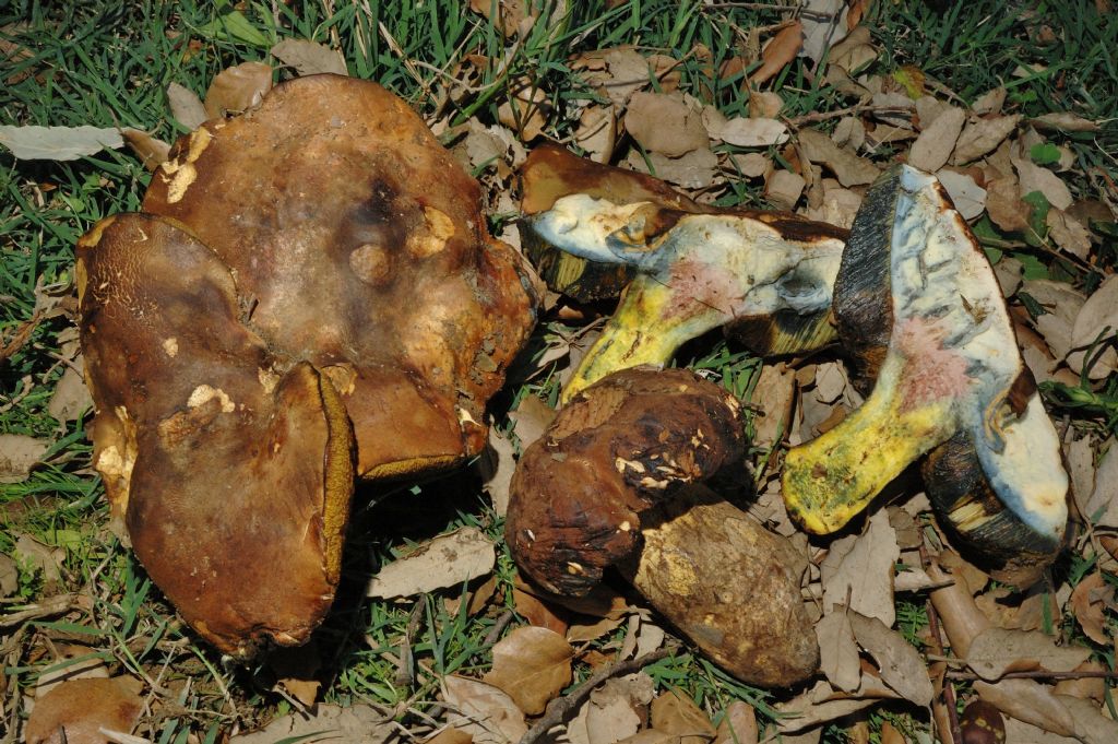 Conferma per Boletus fragrans