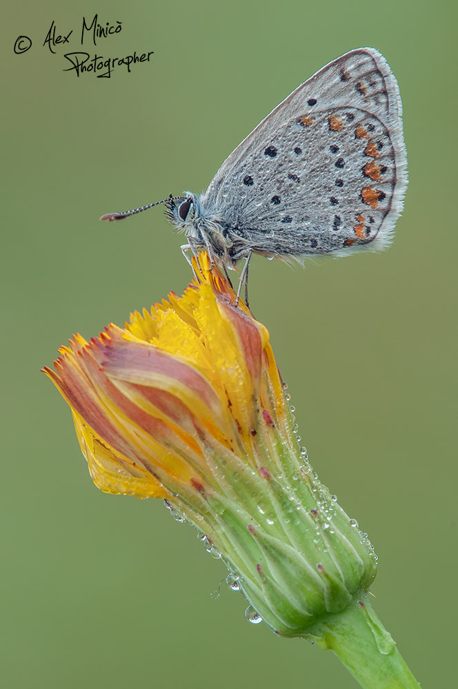 Quale Polyommatus?