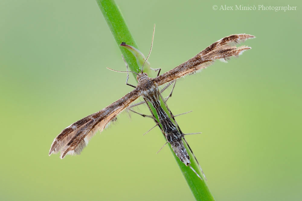 Pterophoroidae? Quale?