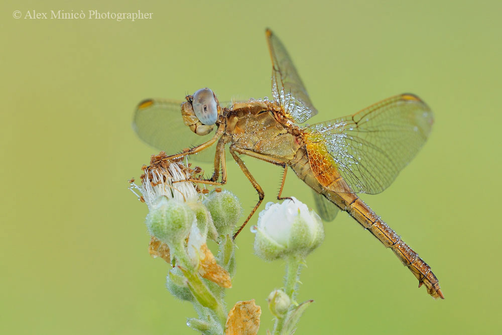 Crocothemis erythraea female?