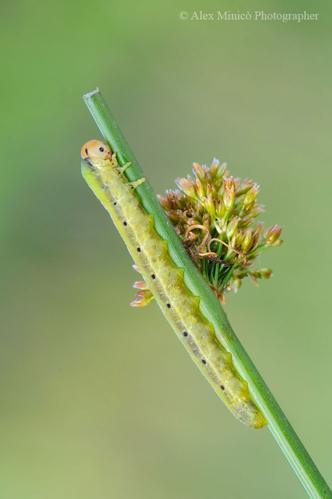 Larva di?