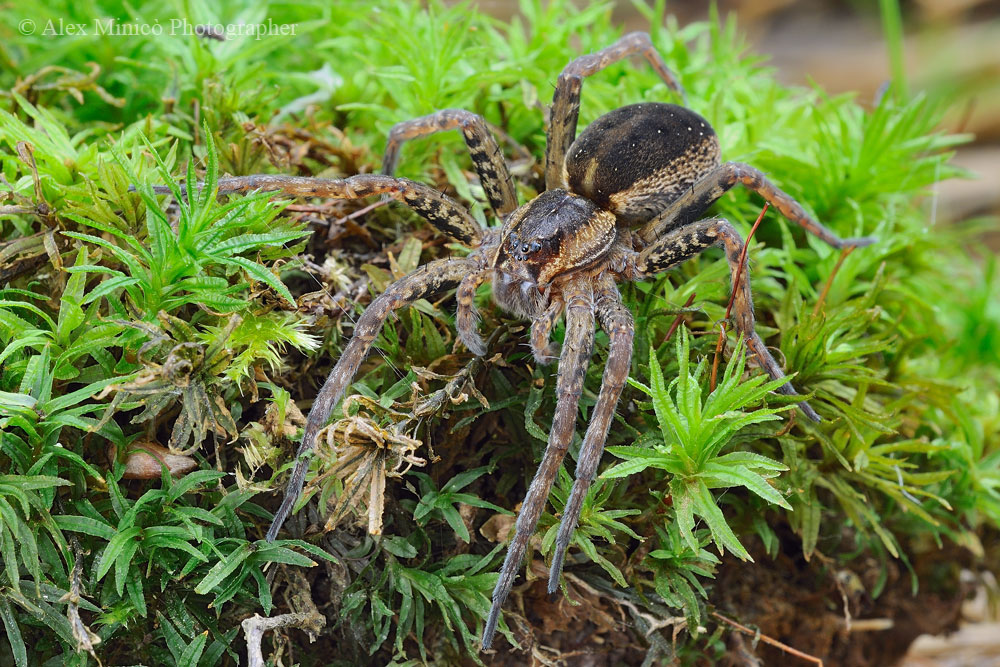 Quale Pisauridae? Dolomedes sp. - Parco Groane (MB)