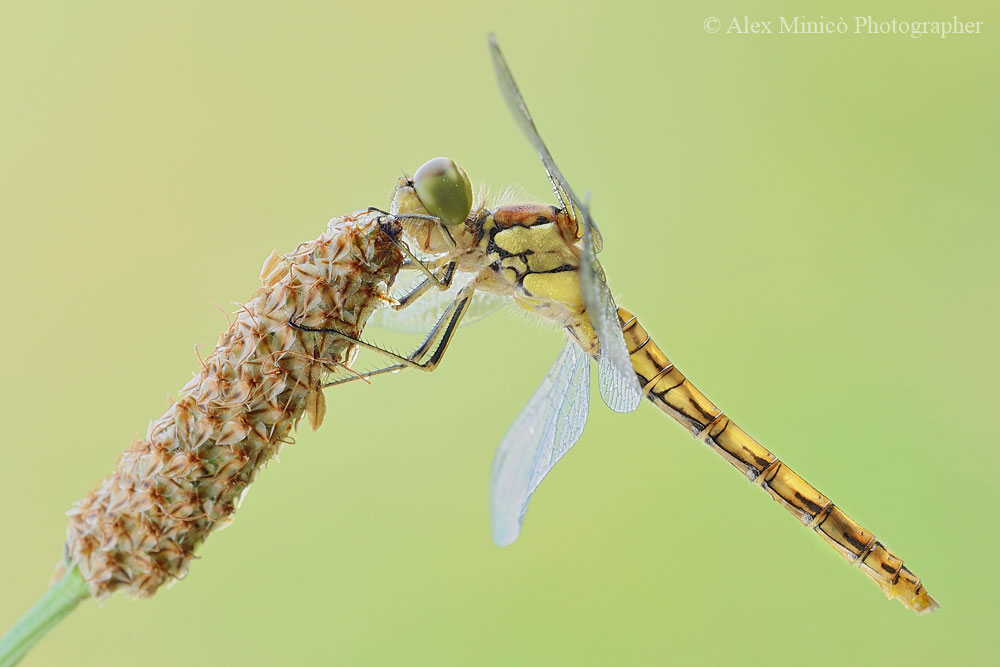 Sympetrum striolatum female