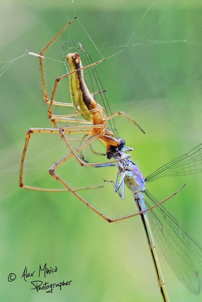 Tetragnatha sp. mangia Ischnura elegans - Casei Gerola (PV)