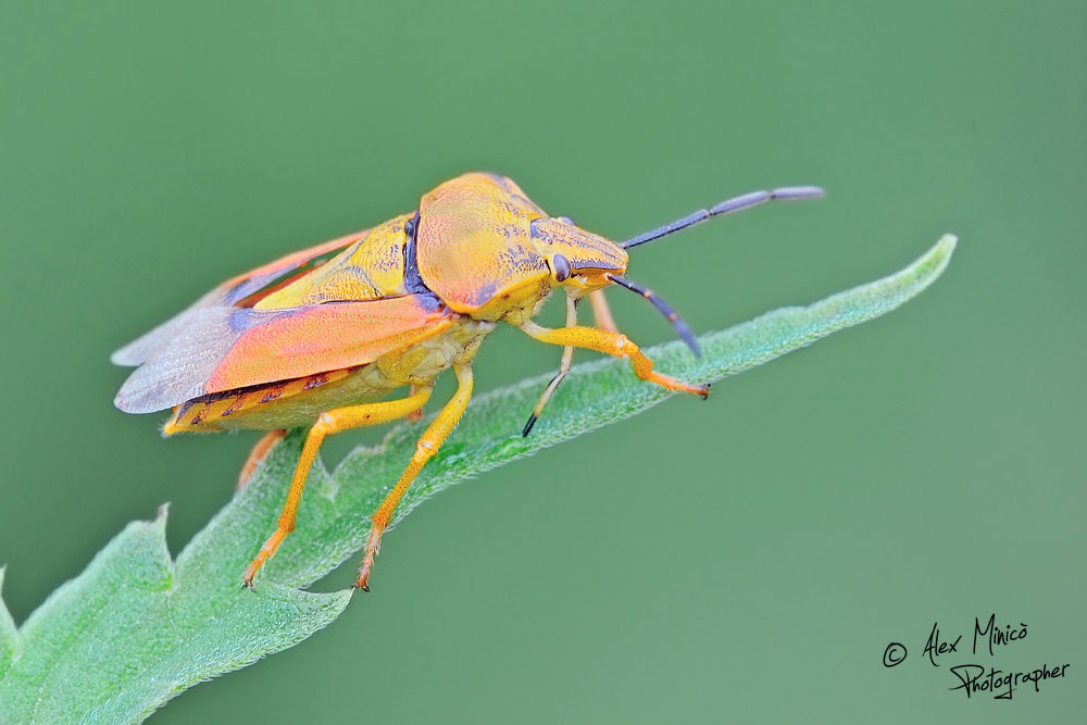 Pentatomidae: Carpocoris pudicus della Lombardia (MI)