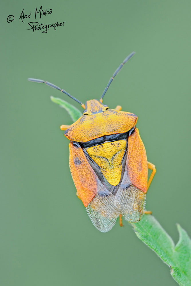 Pentatomidae: Carpocoris pudicus della Lombardia (MI)