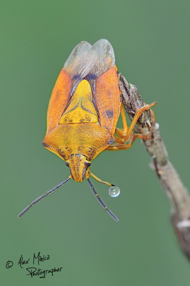 Pentatomidae: Carpocoris pudicus della Lombardia (MI)