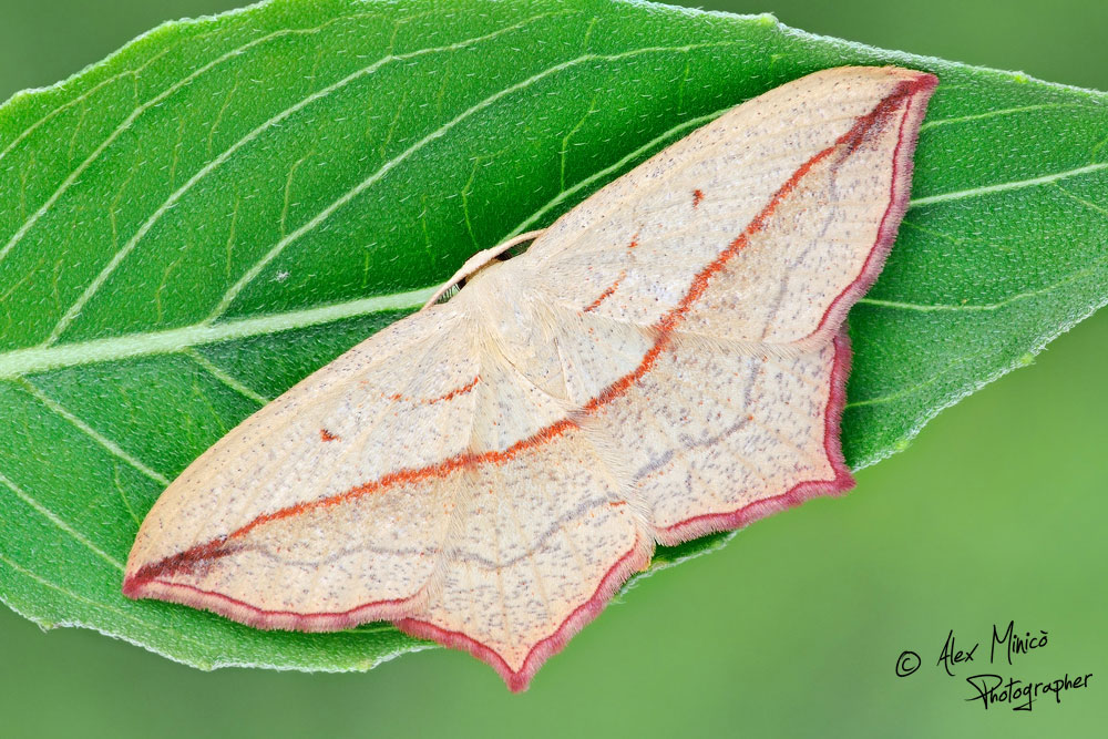 Geometridae? Quale?