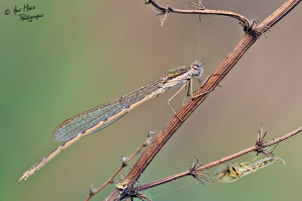 Sympecma fusca (Vander Linden, 1820) ♂ e ♀