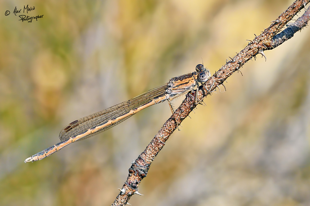 Sympecma paedisca (Brauer, 1882) ♂