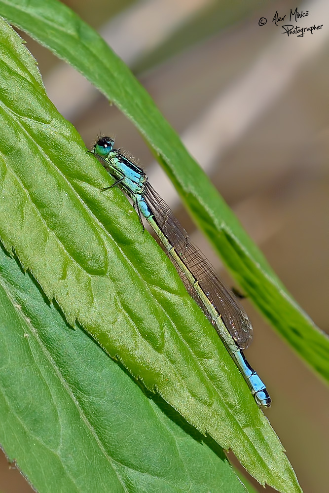 Ischnura elegans (Vander Linden, 1820) ♂ e ♀