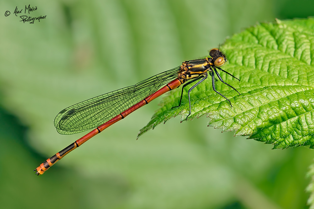 Pyrrhosoma nymphula (Sulzer, 1776) ♂ e ♀