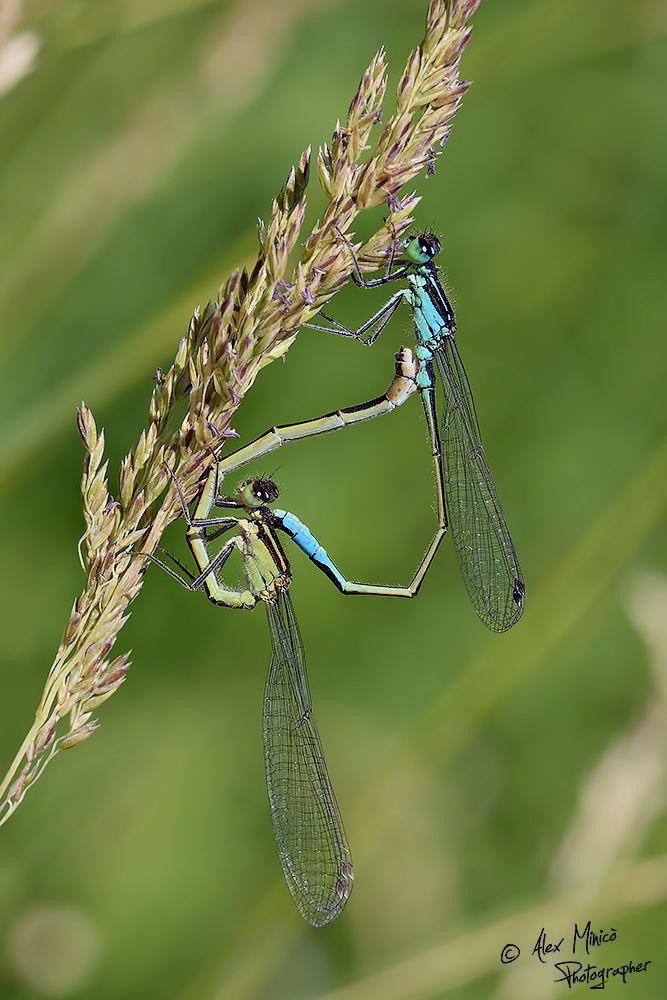 Ischnura elegans (Vander Linden, 1820) ♂ e ♀