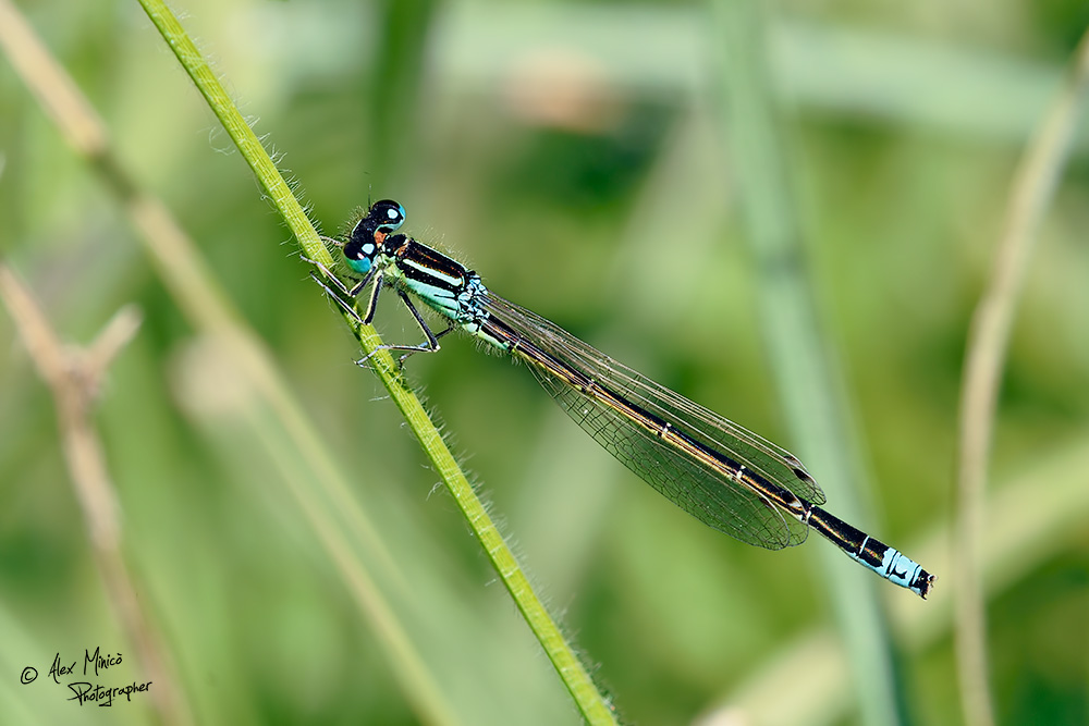 Ischnura pumilio (Charpentier, 1825) ♂ e ♀