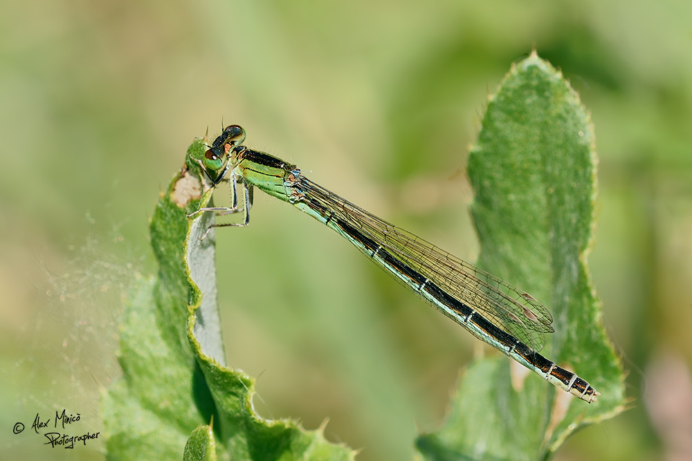 Ischnura pumilio (Charpentier, 1825) ♂ e ♀