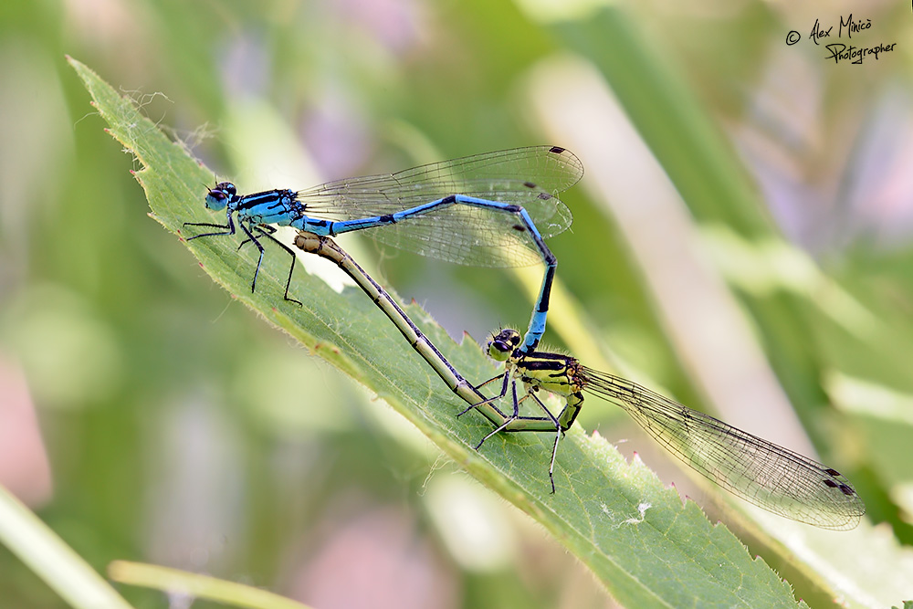 Coenagrion puella (Linnaeus, 1758) ♂ e ♀