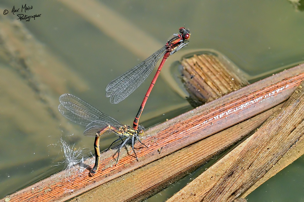 Pyrrhosoma nymphula (Sulzer, 1776) ♂ e ♀