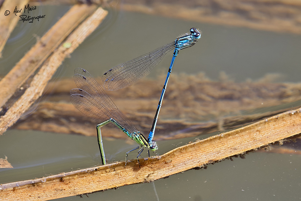 Coenagrion puella (Linnaeus, 1758) ♂ e ♀