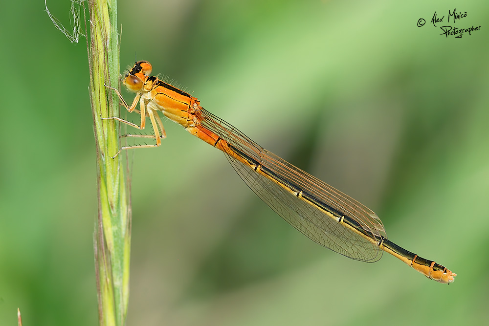 Ischnura pumilio (Charpentier, 1825) ♂ e ♀