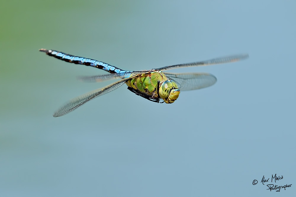 Anax imperator Leach, 1815 ♂ e ♀