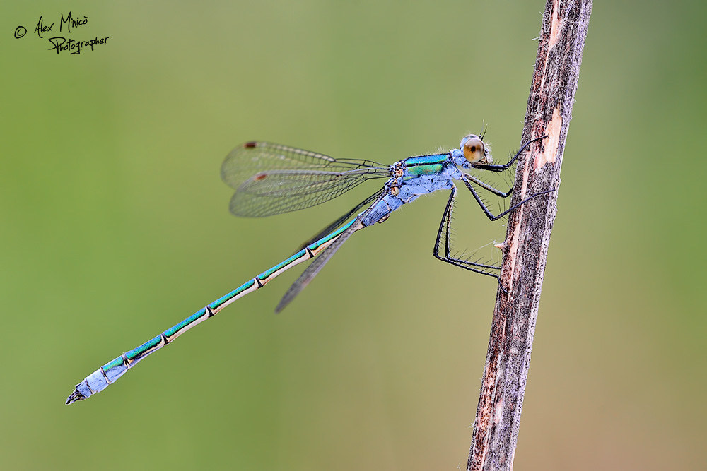 Lestes sponsa (Hansemann, 1823) ♂ e ♀