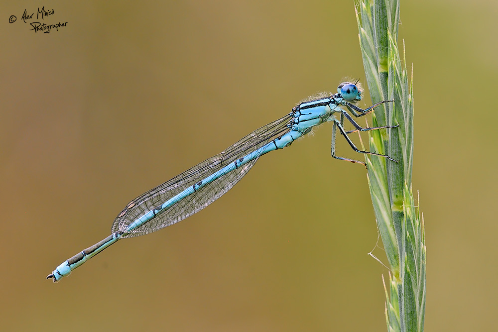 Erythromma lindenii (Selys, 1840) ♂